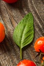 Fresh ripe garden tomatoes and basil on wooden table Royalty Free Stock Photo