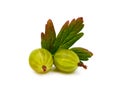 Fresh ripe gooseberries Royalty Free Stock Photo