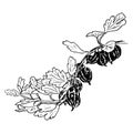 Fresh ripe gooseberries and leaves on a branch. garden. Hand drawn Sketch style ink pen vector illustration