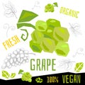 Fresh ripe grape grapes fruits organic vegan food vector hand drawn illustrations