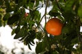 Fresh ripe grapefruit growing on tree outdoors