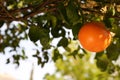 Fresh ripe grapefruit growing on tree outdoors. Space for text