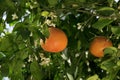 Fresh ripe grapefruits growing on tree outdoors Royalty Free Stock Photo
