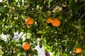 Fresh ripe grapefruits growing on tree outdoors Royalty Free Stock Photo