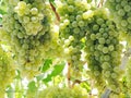 Fresh ripe grapes fruit growing in nature Royalty Free Stock Photo