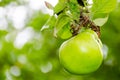 Fresh ripe green apple growing on a apple tree Royalty Free Stock Photo