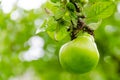 Fresh ripe green apple growing on a apple tree Royalty Free Stock Photo