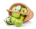 Fresh ripe green apples in basket Royalty Free Stock Photo