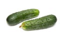 Fresh ripe green cucumbers Royalty Free Stock Photo