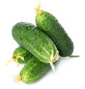 Fresh ripe green cucumbers isolated on white background Royalty Free Stock Photo