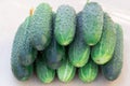 Fresh ripe green cucumbers look very appetizing Royalty Free Stock Photo