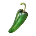 Fresh Ripe Green Hot Jalapeno Chili Pepper Realistic Acrylic Painting Art Isolated On White Background Royalty Free Stock Photo