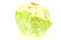 Fresh ripe green Iceberg salad Royalty Free Stock Photo