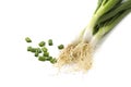 Fresh ripe green spring onions shallots or scallions on white background Royalty Free Stock Photo