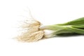 Fresh ripe green spring onions shallots or scallions on white background Royalty Free Stock Photo
