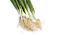 Fresh ripe green spring onions shallots or scallions on white background Royalty Free Stock Photo