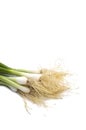 Fresh ripe green spring onions shallots or scallions on white background Royalty Free Stock Photo