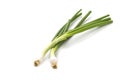 Fresh ripe green spring onions shallots or scallions on white background Royalty Free Stock Photo