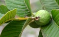 Fresh ripe guava fruit on the tree in the garden.Psidium guajava.Tropical fruits,healthy food or gardening concept with copy space Royalty Free Stock Photo