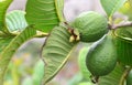 Fresh ripe guava fruit on the tree in the garden.Psidium guajava.Tropical fruits,healthy food or gardening concept with copy space Royalty Free Stock Photo