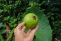 Fresh ripe guava on hand freshly harvested from tree in the garden