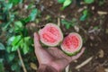 Fresh ripe guava on hand freshly harvested from tree in the garden