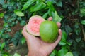 Fresh ripe guava on hand freshly harvested from tree in the garden