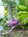 Fresh ripe head of purple kohlrabi (Brassica oleracea Gongylodes Group) growing in homemade garden. Royalty Free Stock Photo