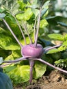 Fresh ripe head of purple kohlrabi (Brassica oleracea Gongylodes Group) growing in homemade garden. Royalty Free Stock Photo
