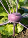 Fresh ripe head of purple kohlrabi (Brassica oleracea Gongylodes Group) growing in homemade garden. Royalty Free Stock Photo