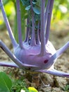Fresh ripe head of purple kohlrabi (Brassica oleracea Gongylodes Group) growing in homemade garden. Royalty Free Stock Photo