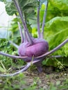 Fresh ripe head of purple kohlrabi growing in homemade garden, short before the harvest. Royalty Free Stock Photo