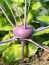 Fresh ripe head of purple kohlrabi growing in homemade garden, short before the harvest. Royalty Free Stock Photo