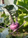 Fresh ripe head of purple kohlrabi growing in homemade garden, short before the harvest. Royalty Free Stock Photo