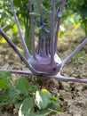 Fresh ripe head of purple kohlrabi growing in homemade garden, short before the harvest Royalty Free Stock Photo