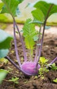 Fresh ripe head of purple kohlrabi with lots of leaves growing in homemade greenhouse, short before the harvest. Royalty Free Stock Photo