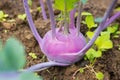 Fresh ripe head of purple kohlrabi with lots of leaves growing in homemade greenhouse, short before the harvest. Royalty Free Stock Photo