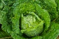 Fresh ripe head of savoy cabbage Brassica oleracea sabauda with lots of leaves and drops of dew growing in homemade garden. Royalty Free Stock Photo