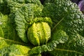 Fresh ripe head of savoy cabbage Brassica oleracea sabauda with lots of leaves growing in homemade garden. Close-up. Royalty Free Stock Photo