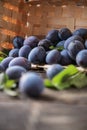 Fresh ripe homegrown plums scattering out of a wicker basket