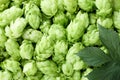 Fresh ripe hops and green leaf as background, top view Royalty Free Stock Photo