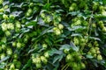 Fresh and Ripe Hops ready for harvesting. Beer production ingredient. Brewing concept. Fresh Hop over blurred nature green