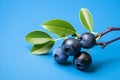 Fresh ripe huckleberry berries on vibrant blue background, perfect for visuals and design projects