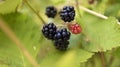 Fresh ripe organic blackberries on the bush Royalty Free Stock Photo