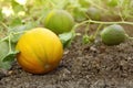 Fresh ripe juicy melon  in field Royalty Free Stock Photo