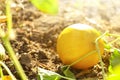 Fresh ripe juicy melon growing Royalty Free Stock Photo