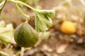 Fresh ripe juicy melon growing Royalty Free Stock Photo