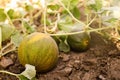 Fresh ripe juicy melon growing Royalty Free Stock Photo