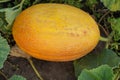 Fresh ripe juicy melon growing in field. Melon in a farm field. Top view, close-up. Royalty Free Stock Photo