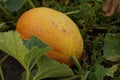 Fresh ripe juicy melon growing in field. Melon in a farm field. Top view, close-up. Royalty Free Stock Photo